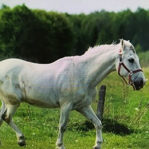 Meet your Posher, Dulce